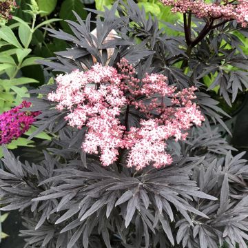 Sambucus nigra Straight Laced - Black Elder