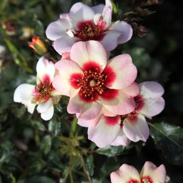 Rosa x persica Sweet Babylon Eyes - Hybrid Persian Rose