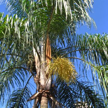 Syagrus romanzoffiana - Queen Palm
