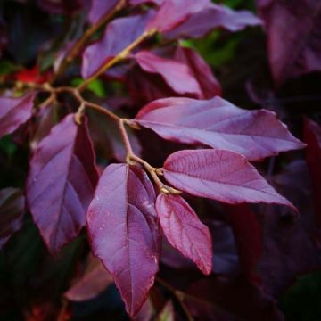 Sycoparrotia semidecidua Purple Haze