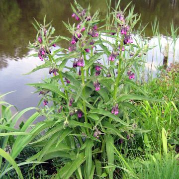 Symphytum officinale - Comfrey