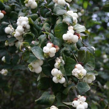 Symphorine blanche - Symphoricarpos albus