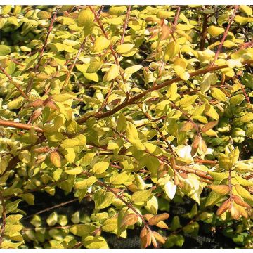 Symphoricarpos chenaultii Brain de Soleil