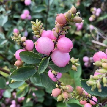 Symphoricarpos doorenbosii Amethyst