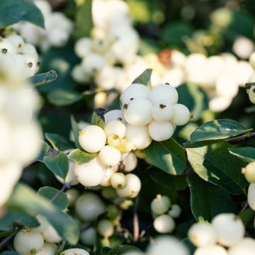 Symphoricarpos doorenboosii White Hedge