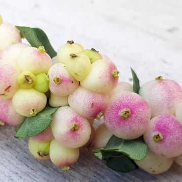 Symphoricarpos orbiculatus Symphony Rave