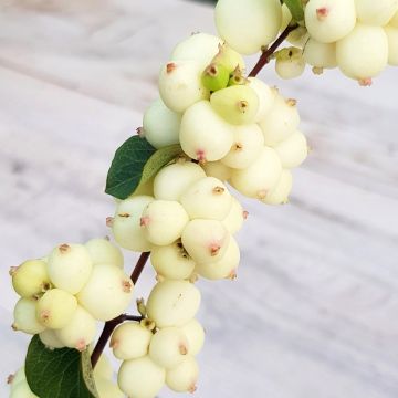 Symphoricarpos orbiculatus Symphony Rock