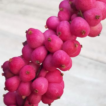 Symphoricarpos orbiculatus Symphony Rumble