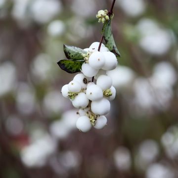 Symphoricarpos albus var. laevigatus Laevigatus