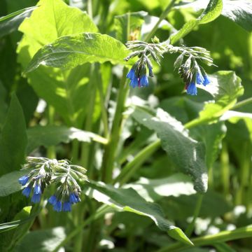 Symphytum azureum 