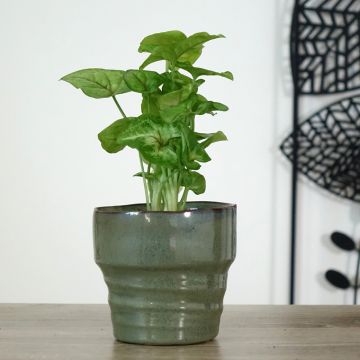 Syngonium podophyllum Golden Allusion - Arrowhead vine