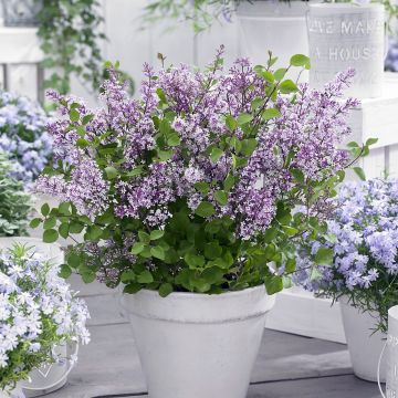 Syringa meyeri Flowerfesta Purple - Lilac