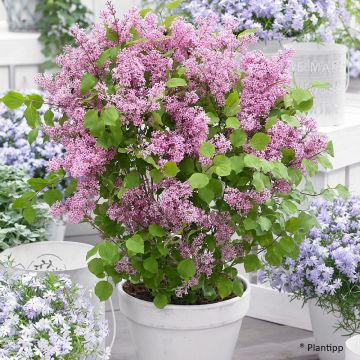 Syringa meyeri Flowerfesta Pink - Lilac