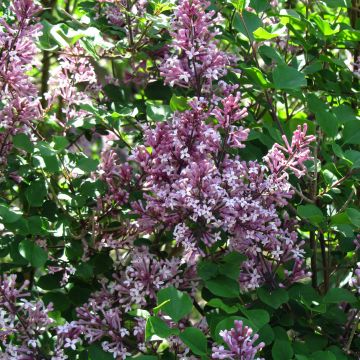 Syringa meyeri Palibin - Lilac