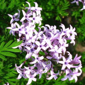 Syringa persica var. laciniata - Lilac