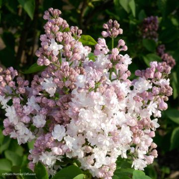 Syringa vulgaris Belle de Moscou (Krasavitsa Moskvy)