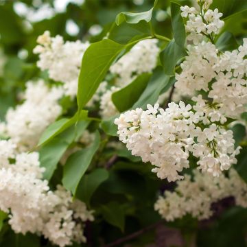 Lilas commun - Syringa vulgaris Comtesse D'harcourt