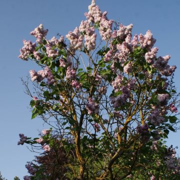 Syringa vulgaris Katherine Havemeyer - Common Lilac