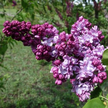 Lilas commun - Syringa vulgaris Paul Thirion