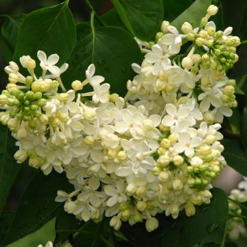 Lilas - Syringa vulgaris Primrose