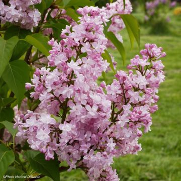 Syringa vulgaris Zhemchuzhina