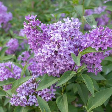 Syringa chinensis Saugeana - Lilac