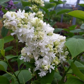 Syringa vulgaris Madame Lemoine - Common Lilac