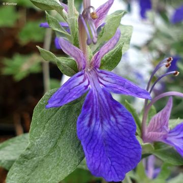 Teucrium fruticans Ventecu