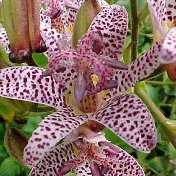 Tricyrtis hirta Miyazaki - Toad Lily