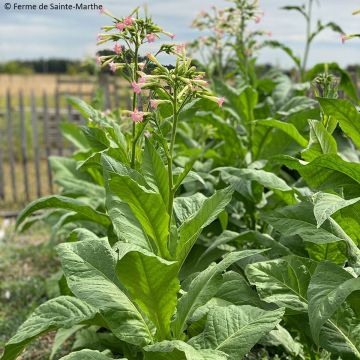 Nicotiana tabacum 'Gold Leaf Orinoco'