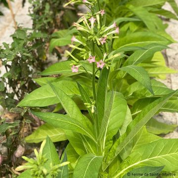 Nicotiana tabacum 'Ohio Dutch'