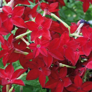 Tabac d'ornement Cuba Red Bright - Nicotiana