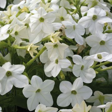 Nicotiana Perfume White - Ornamental tobacco