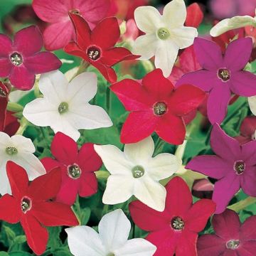 Nicotiana Evening Fragrance Mix