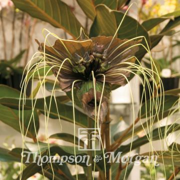 Tacca chantrieri Green Isle seeds