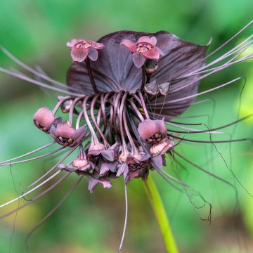 Tacca chantrieri 