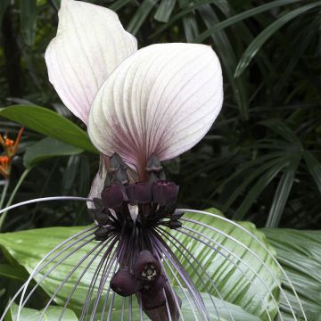 Tacca integrifolia Nivea