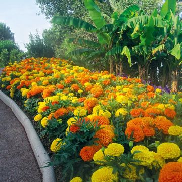 Tagetes erecta nana F1 Taishan Mix