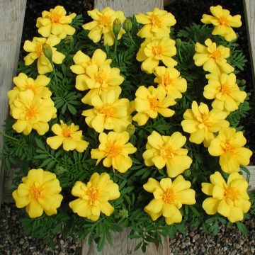 Tagetes patula Queen Yellow