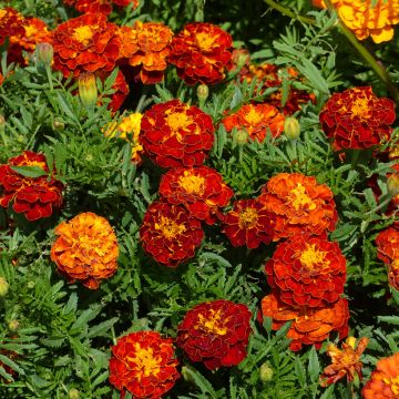 Oeillet d’Inde nain Rusty Red - Tagetes patula nana Oeillet d’Inde nain Rusty Red - Tagetes patula nana