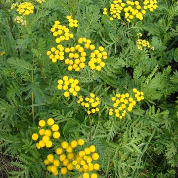 Tanacetum vulgare seeds