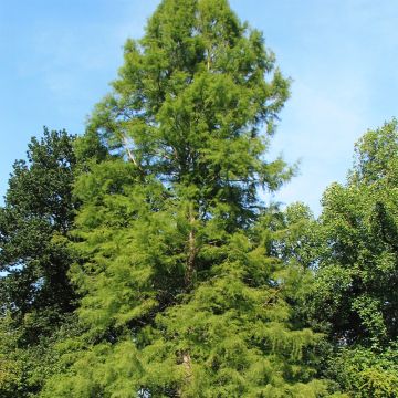 Taxodium distichum - Swamp cypress
