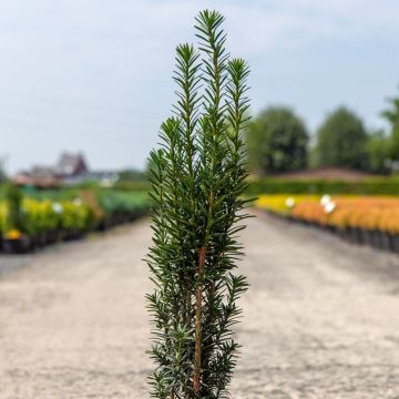 Taxus baccata fastigiata Black Tower