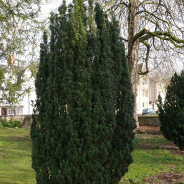 Taxus baccata Fastigiata Robusta