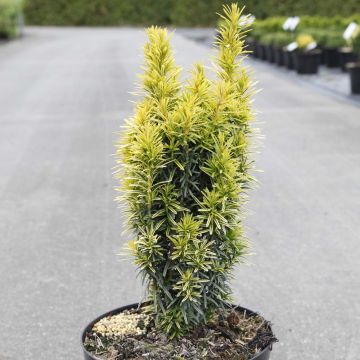 Taxus baccata Ivory Tower - Yew