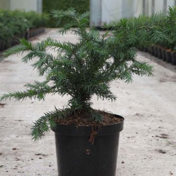 Taxus baccata Repandens - If commun prostré.