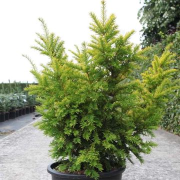 Taxus baccata Semperaurea - Yew