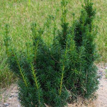 Taxus media Hicksii - Yew