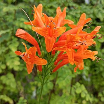 Tecoma capensis