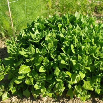 Horned Tetragon in plant - Tetragonia tetragonioides (expansa)